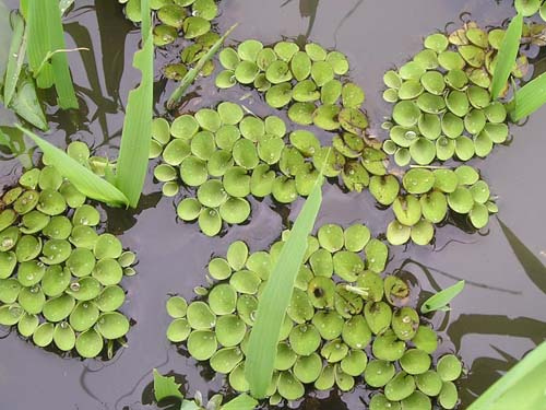 BÈO TAI CHUỘT