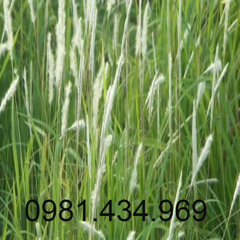 Rễ Cỏ Tranh Khô 500G Sạch Mới