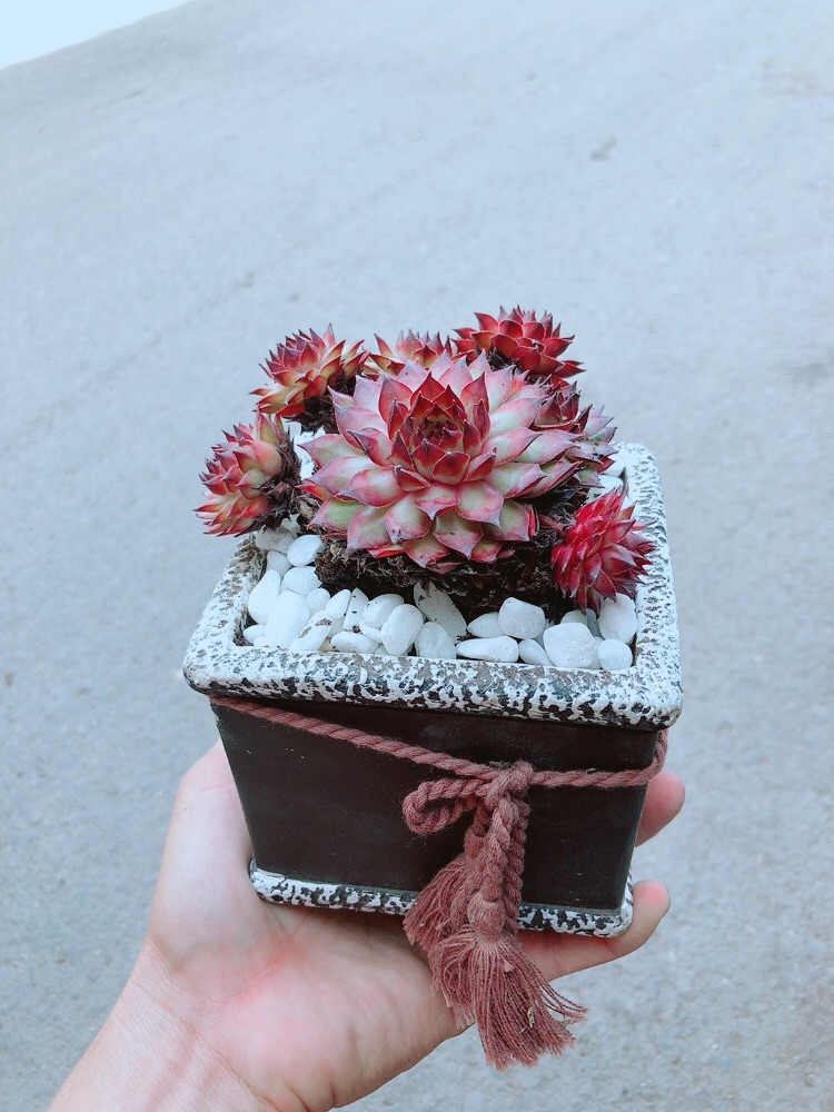 Chậu Sen Phật Bà Đỏ