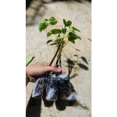 Hoa Thiên Lý ( bầu Giống )