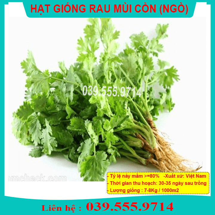 HẠT GIỐNG RAU MÙI ( NGÒ ) MÙI CỒN GÓI 20GRAM