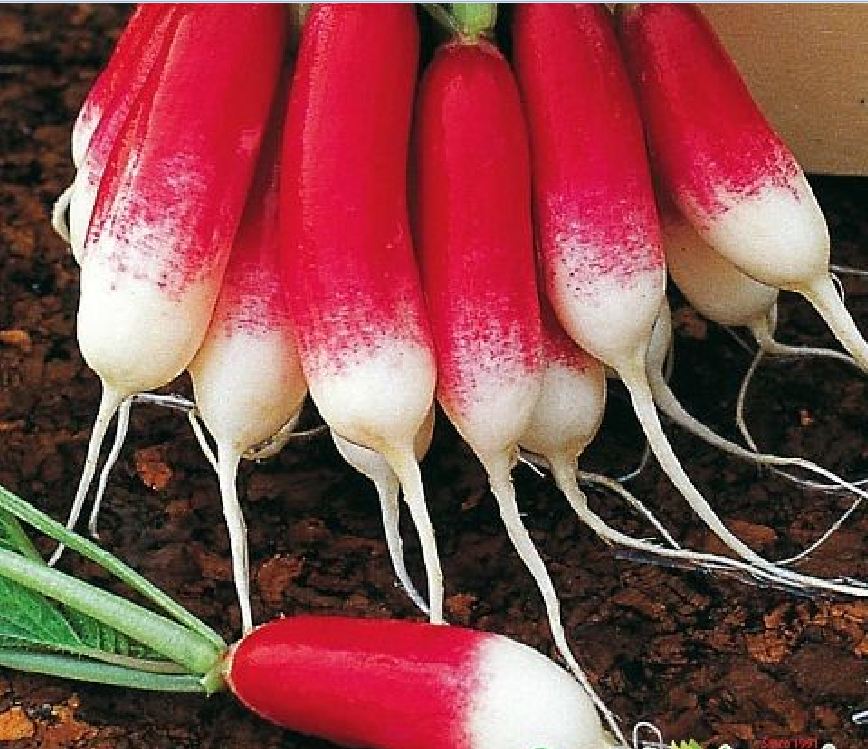 Hạt giống củ cải dài đỏ - Gói 2gram