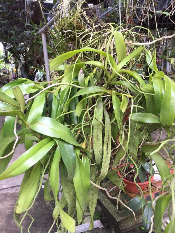 Lan giáng hương tam bảo sắc