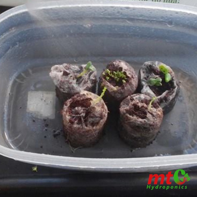 [HCM]10 Viên Nén Ươm Hạt Mụn Dừa - NẢY MẦM 99%