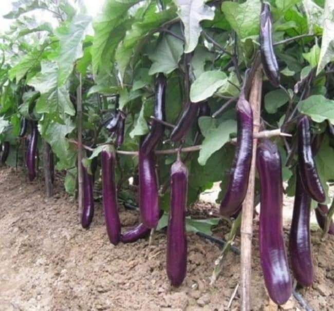 HẠT CÀ TÍM DÀI ( gói 1 gram)