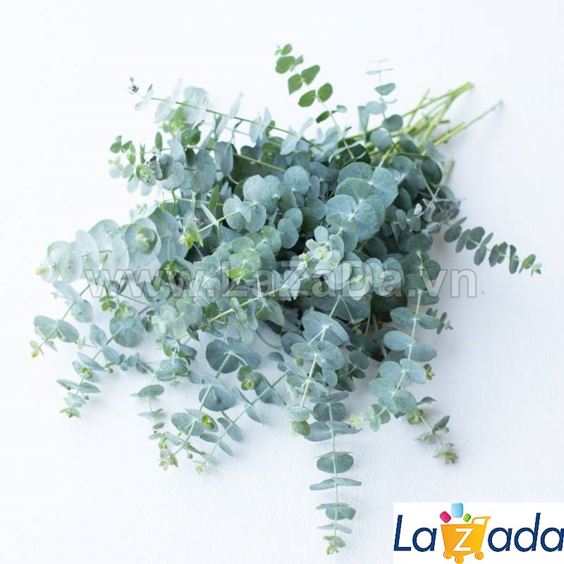 50h Hạt Giống Cây Lá Bạc Silver Dollar Baby Blue (| -KD: B21*V64*M208)