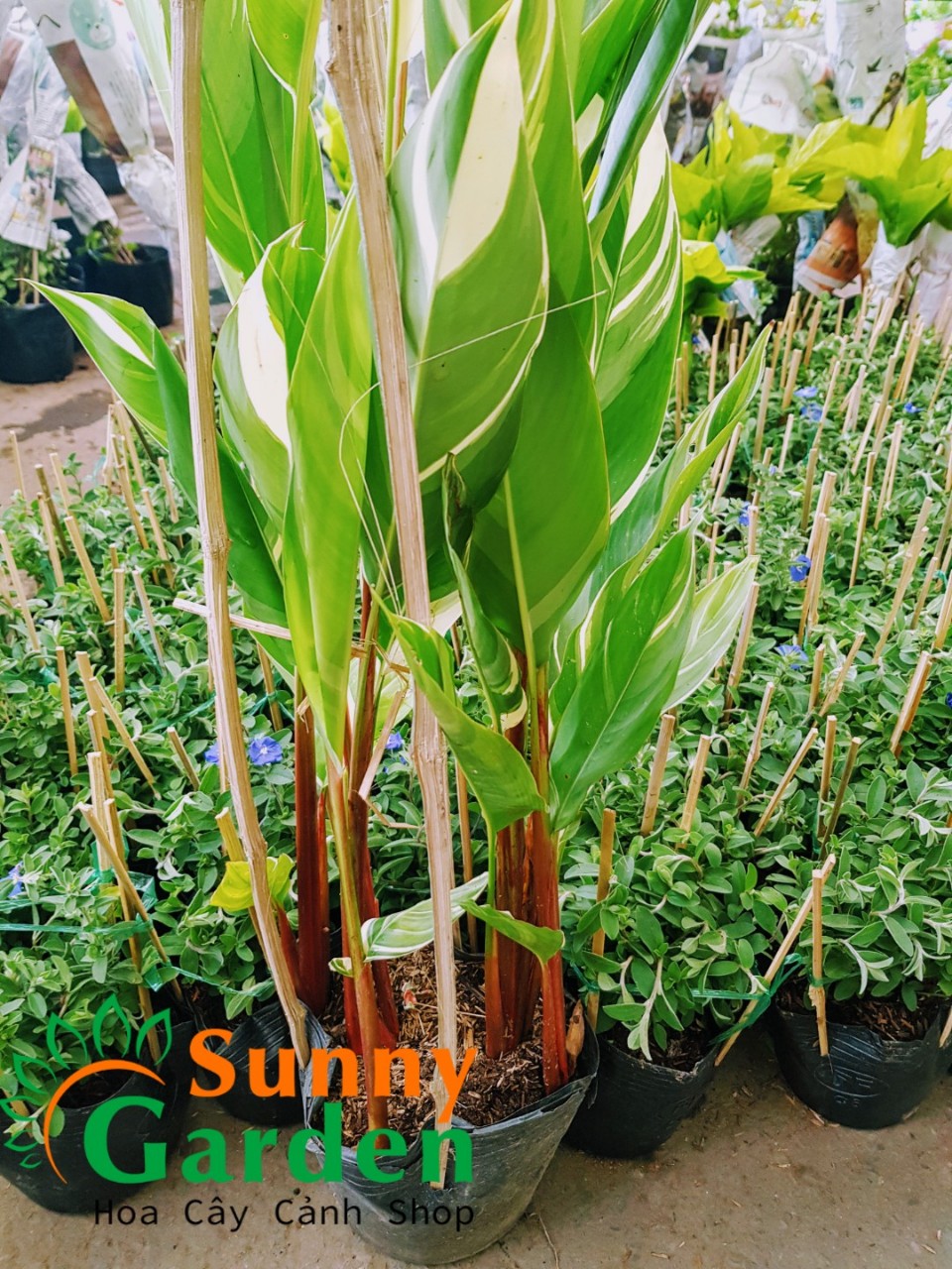 Cây Chuối Mỏ Két Cẩm Thạch, Cao 45-55cm - Cây Cảnh