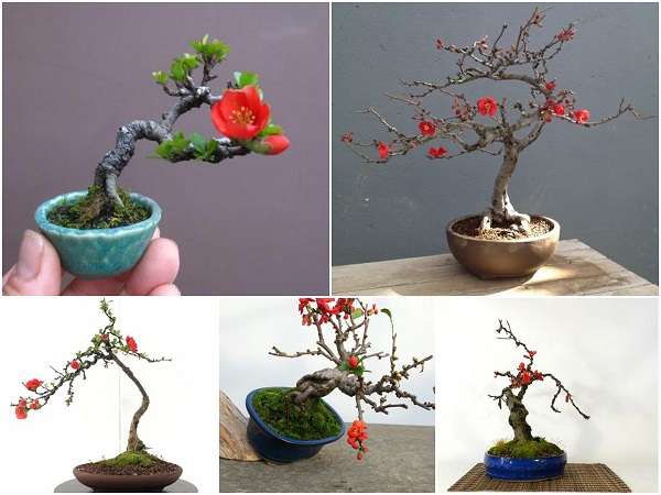 chậu Mai Đỏ bonsai TỨ QUÝ CHẬU Nhật