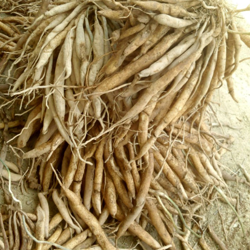 Củ bách bộ khô (1kg) - DB104