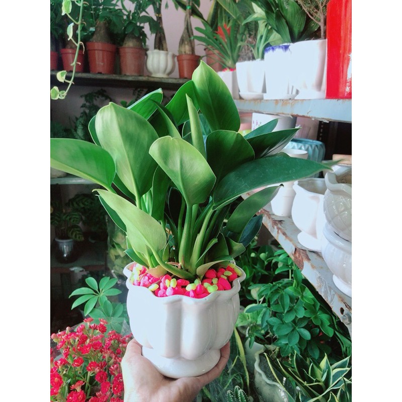 Chậu trầu bà đế vương