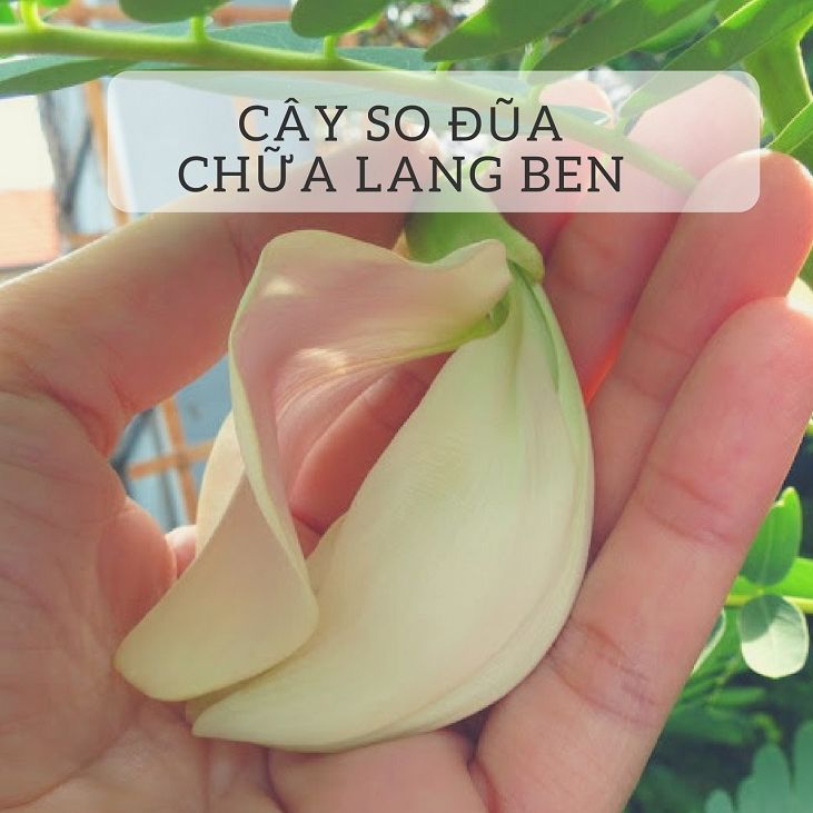 Hạt Giống So Đũa, Bông So Đũa (2gr)