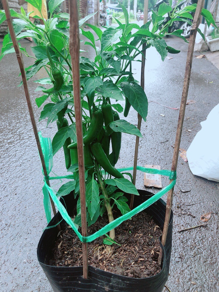 Cây Ớt Sừng