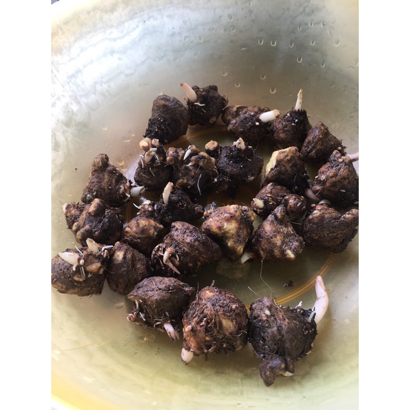 [Mã INCUBACK0608 hoàn 15K xu đơn 50K] Củ môn trắng - caladium white christmas
