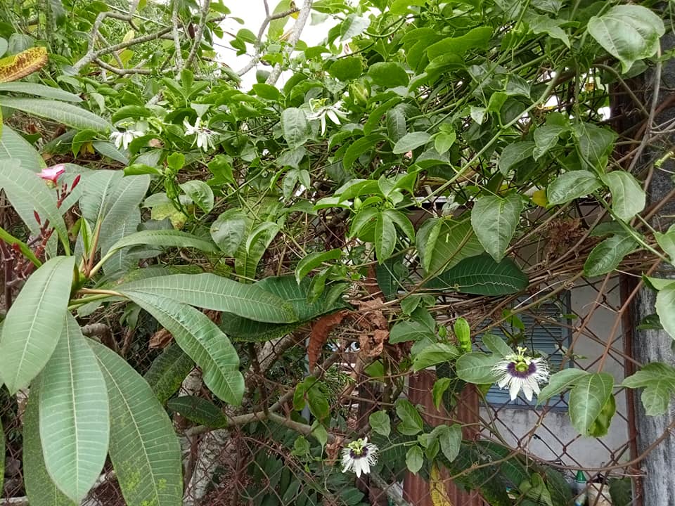 Cây chanh dây vàng