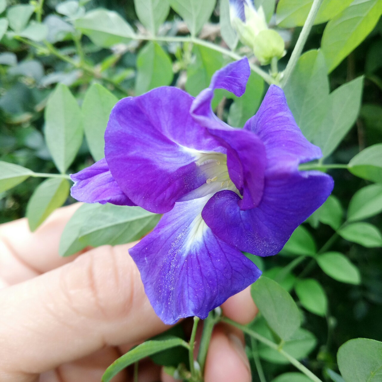 HẠT GIỐNG HOA ĐẬU BIẾC NHIỀU CÁNH ( GÓI 20 HẠT)