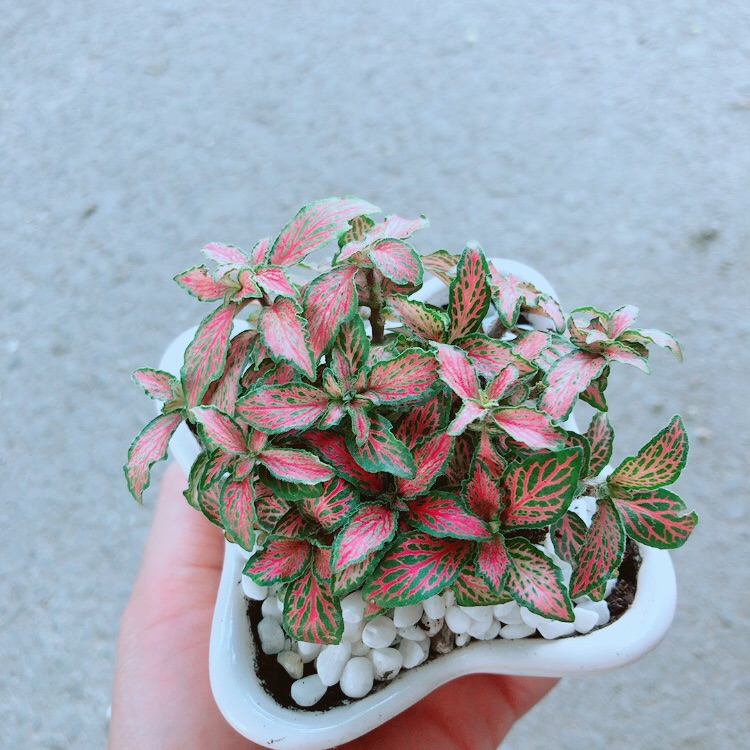 Chậu Cẩm Nhung Hồng (lá may mắn)