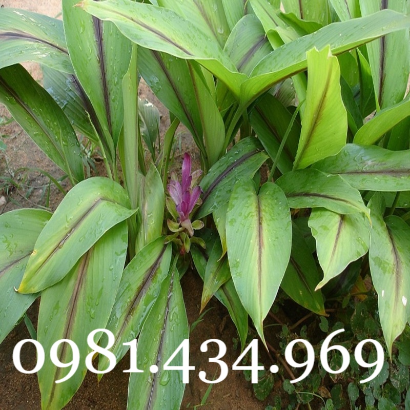 Nghệ Đen Tươi 01KG CHUẨN Tốt mới