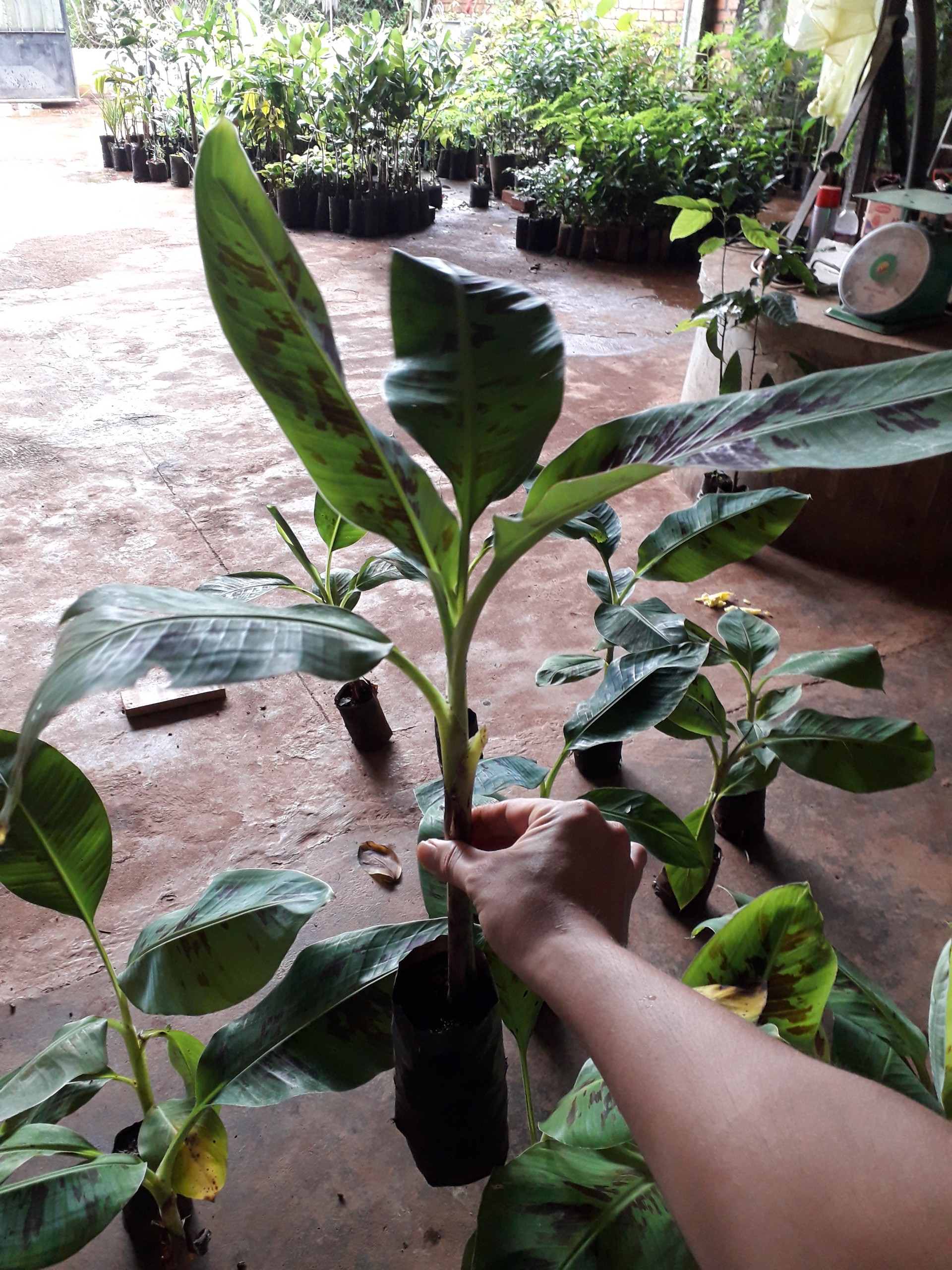CÂY giống Chuối Laba Cấy mô siêu sớm.