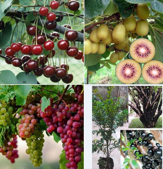 Combo 4 Gói Hạt Giống Cây Ăn Trái ( Nho Xanh + Cherry + Kiwi + Nho Leo Pháp )