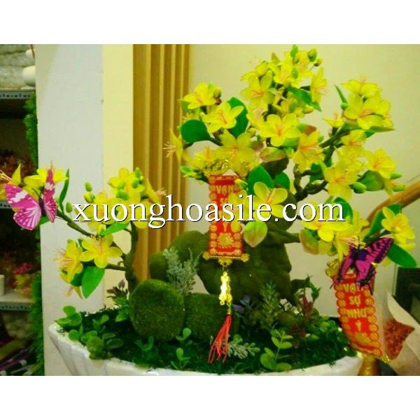 [HCM]NỤ MAI GIẢ, NỤ MAI ĐẤT SÉT