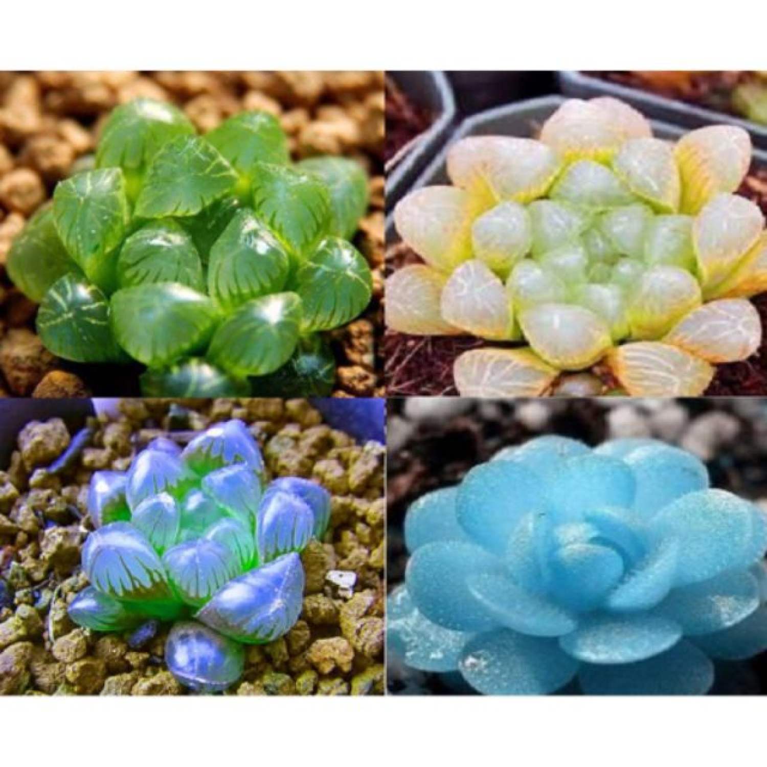 MA68 GÓI 20 hạt giống sen đá kim cương