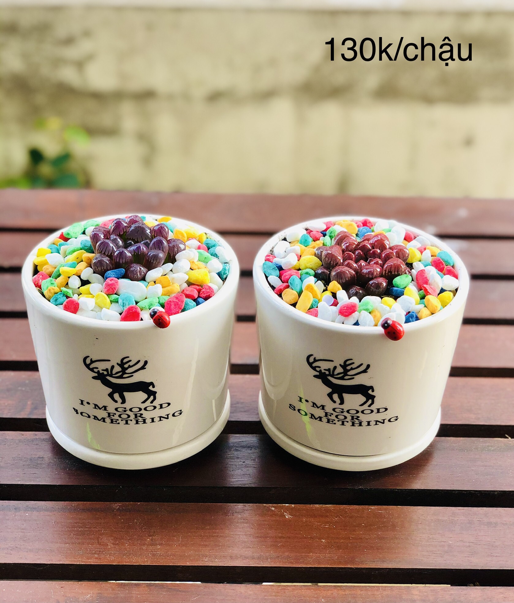 Chậu sen đá kim cường màu, bao gồm chậu