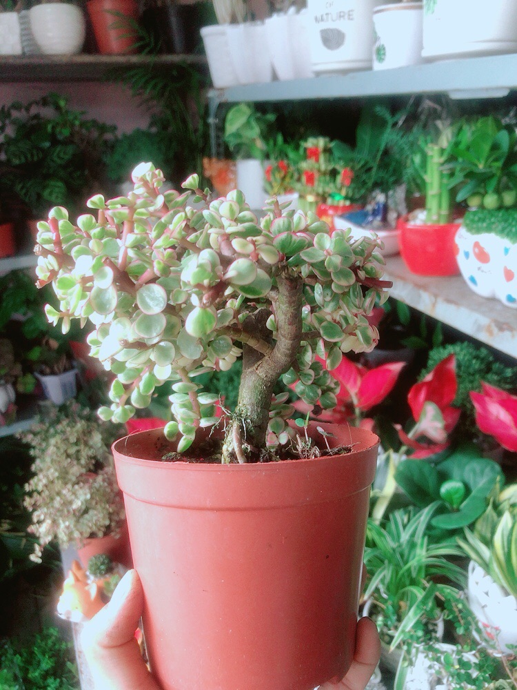Cây Cành Vàng Lá Ngọc Cổ Thụ
