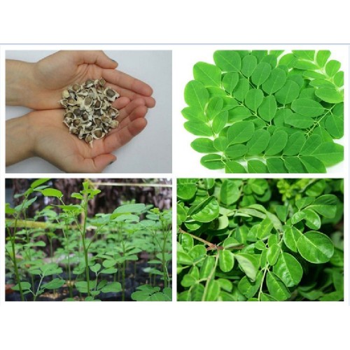 Hạt Giống Cây.Chùm.Ngây F1 - Gói 20 hạt