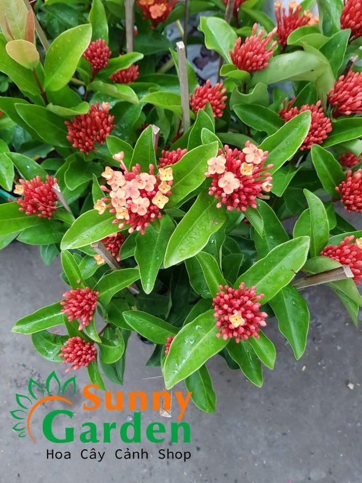 Cây Bông Trang Tàu - Chậu Hoa