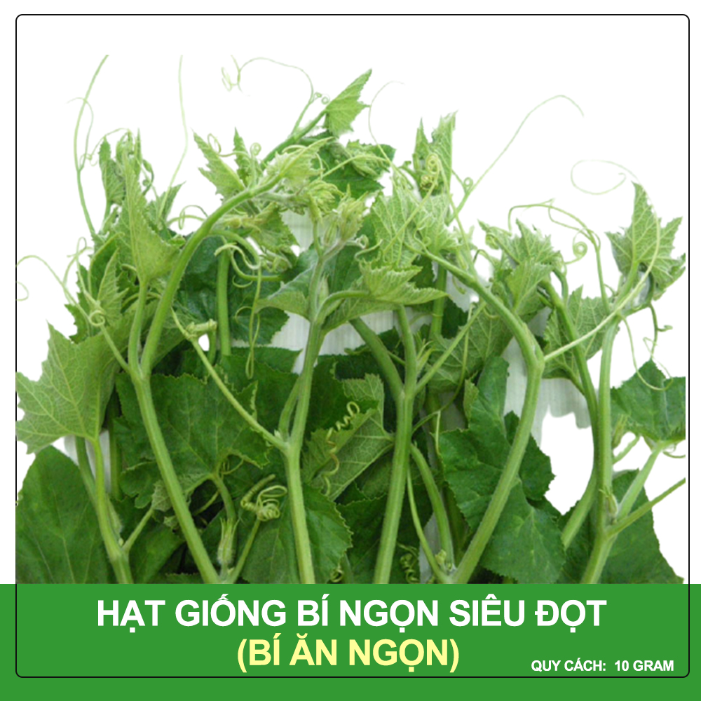 Hạt giống bí ngọn siêu đọt phú nông gói 10 gram