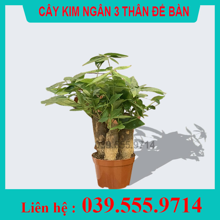[GIÁ TỐT] Cây Kim ngân 3 thân chậu nhựa (Kim Ngân tài lộc, cây Kim Ngân mini, cây phong thủy)