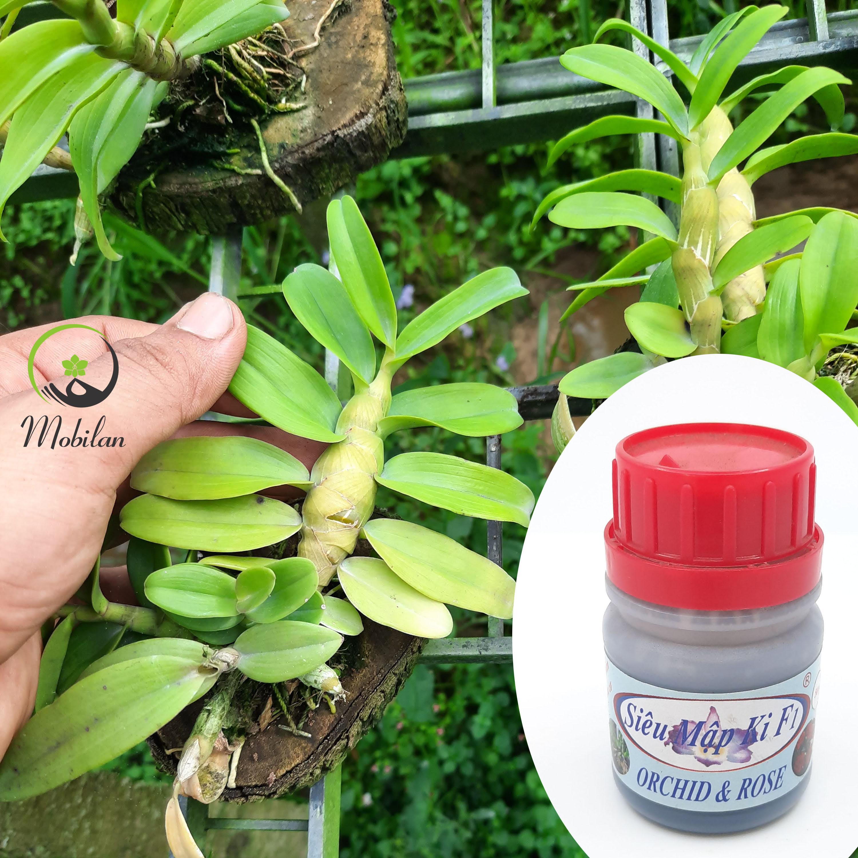 Chế phẩm siêu mập ki F1