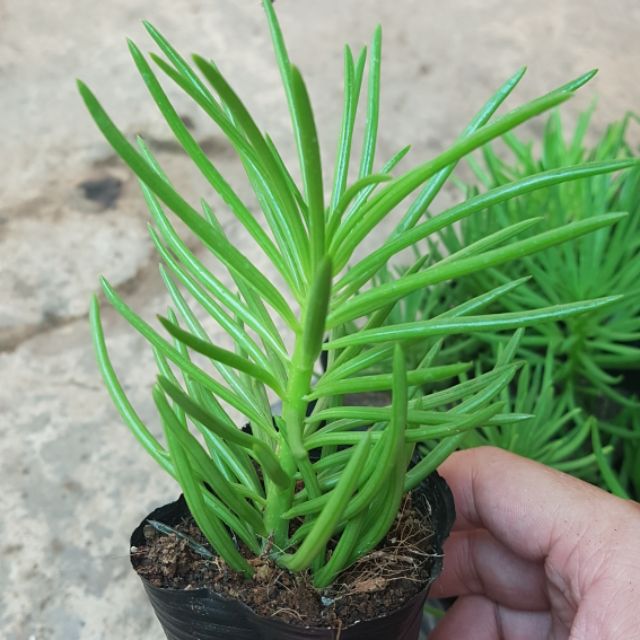 sen đá đuôi phụng