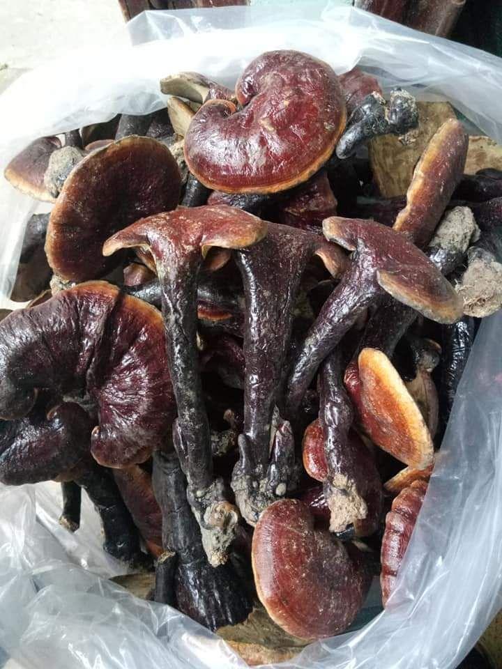 Nấm Lim Xanh  500gr