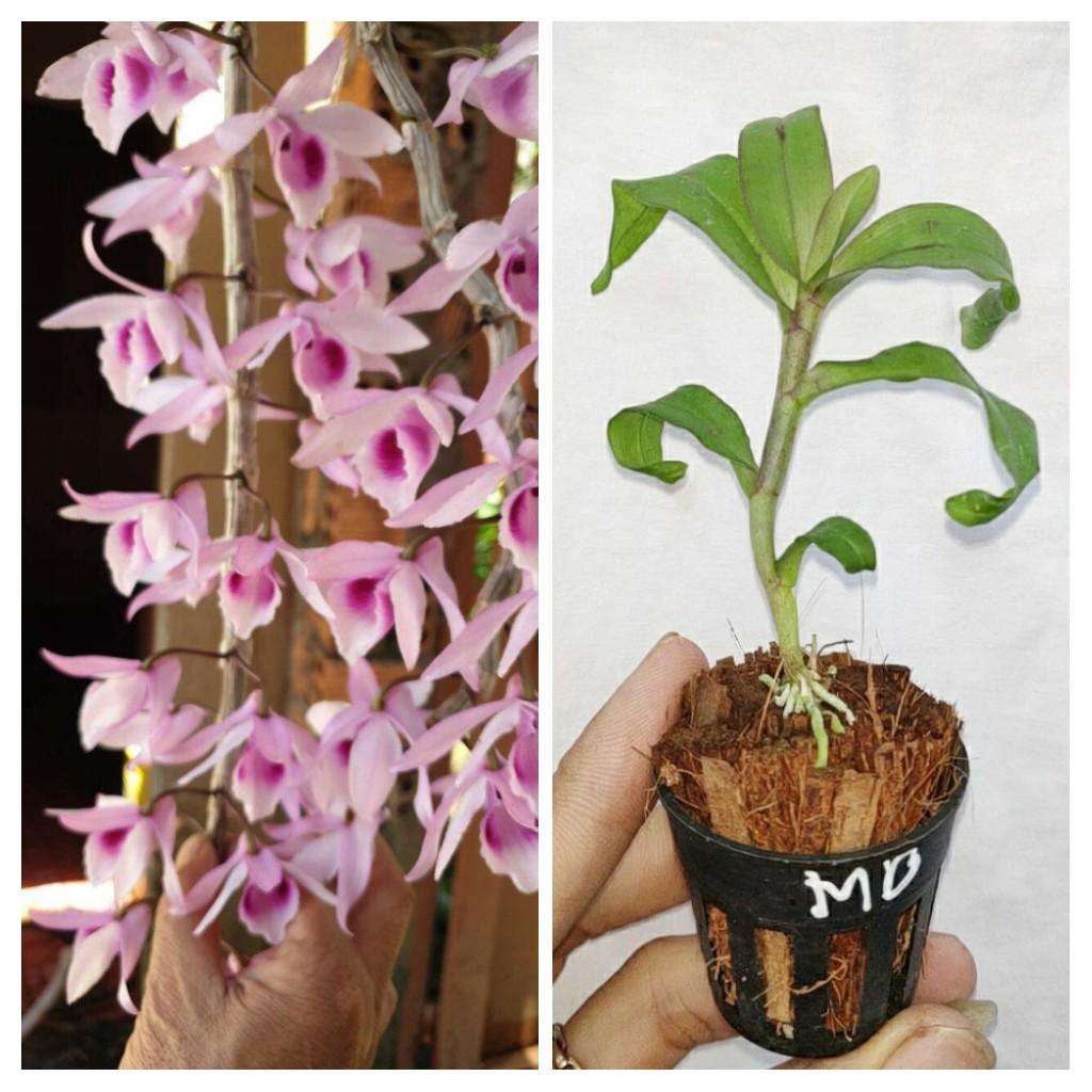 Giả Hạc Ma Bó - Cây con gieo hạt