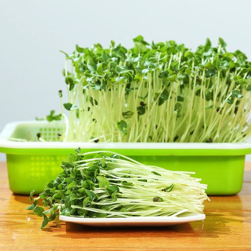 Hạt giống rau mầm trắng ( Tân Tây Lan )