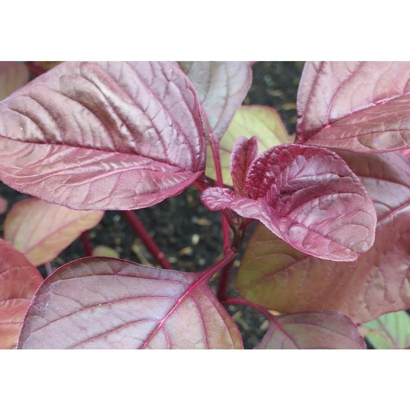 [HCM]Gói 20g hạt giống rau dền đỏ - Nanuseeds