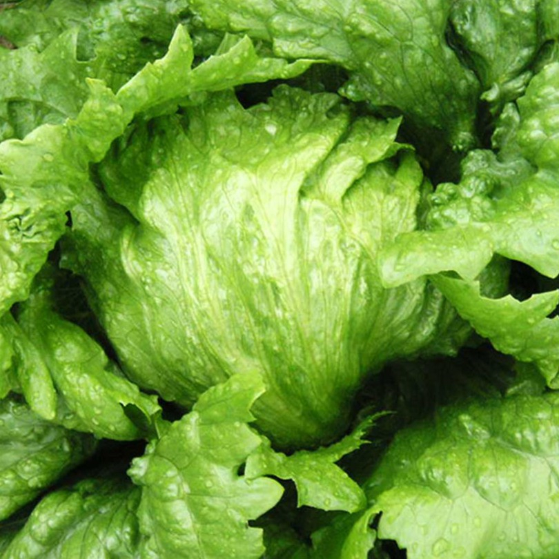 Hạt Giống Rau Xà Lách Cuộn Trắng ( Gói 0.2Gram) - Dễ trồng, Bội Thu - Giàu Dinh Dưỡng