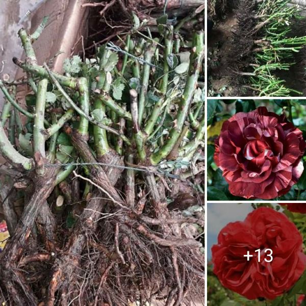 Combo 05 Gốc Hoa Hồng Ngoại Đủ Màu