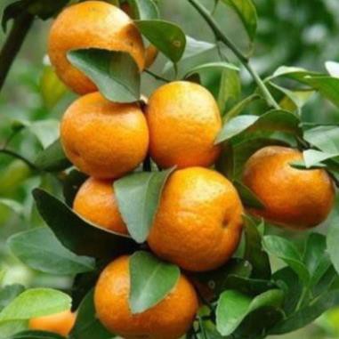 Cây giống quýt đường,quýt đường giống cao 60cm - Cam Kết Chuẩn Giống