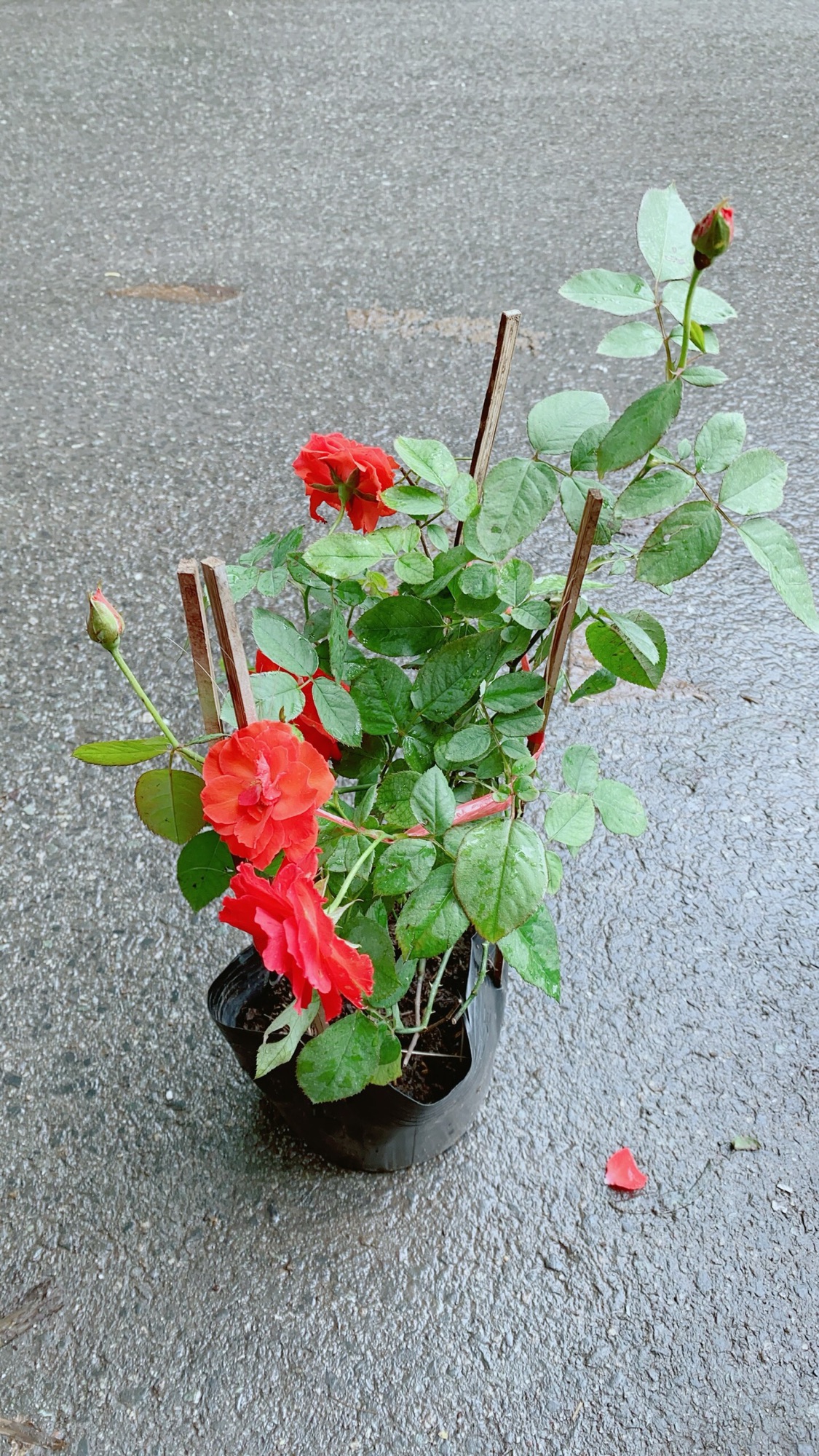 Hoa Hồng Lửa Màu Đỏ