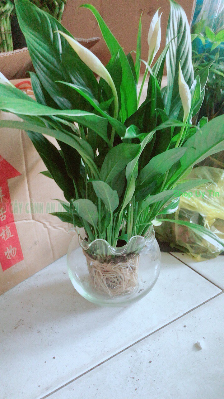 Chậu cây lan ý thủy sinh