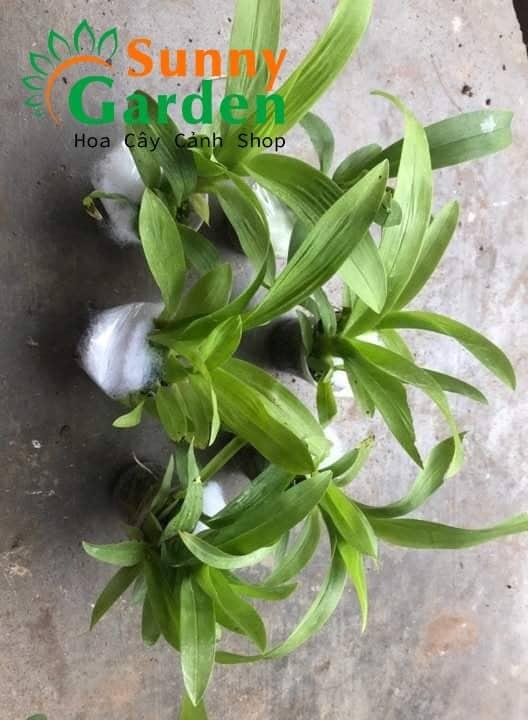Lan Vũ Nữ Thơm Mix Màu - Cây Giống Hoa Lan