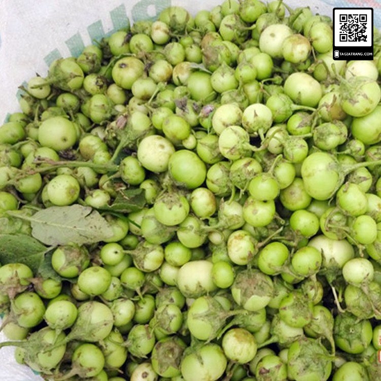 Hạt giống Cà pháo xanh cao sản