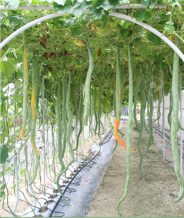 "Gói 5 Hạt " Hạt Giống Mướp Nhật(Mướp Rắn )