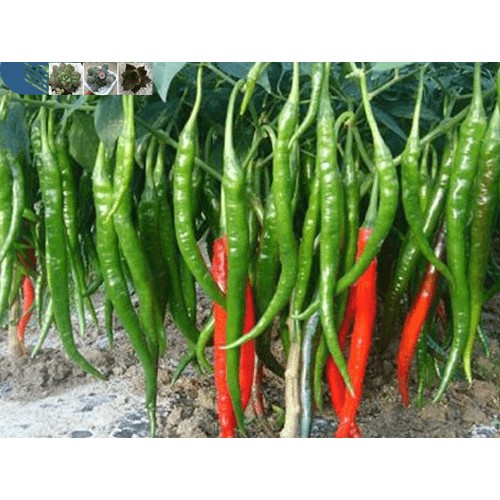 Hạt Giống Ớt Hàn Quốc F1
