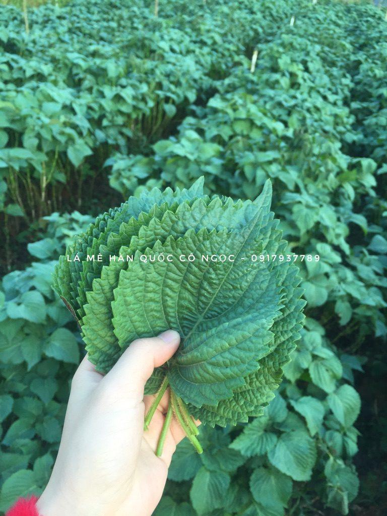 Hạt Giống Rau Thơm Mè Hàn Quốc (Lá Vừng) Dễ Trồng