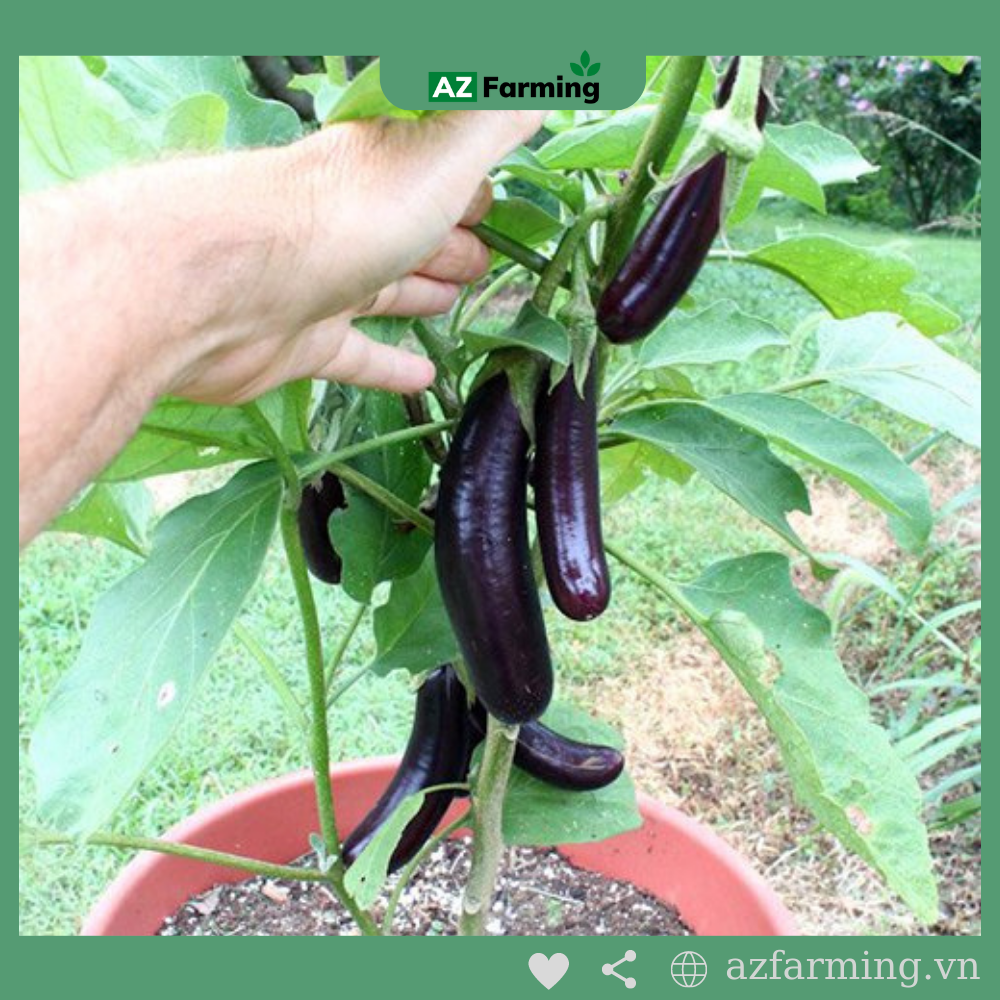 Hạt Giống Cà Tím Quả Dài - Gói 200 Hạt - AZ Farming