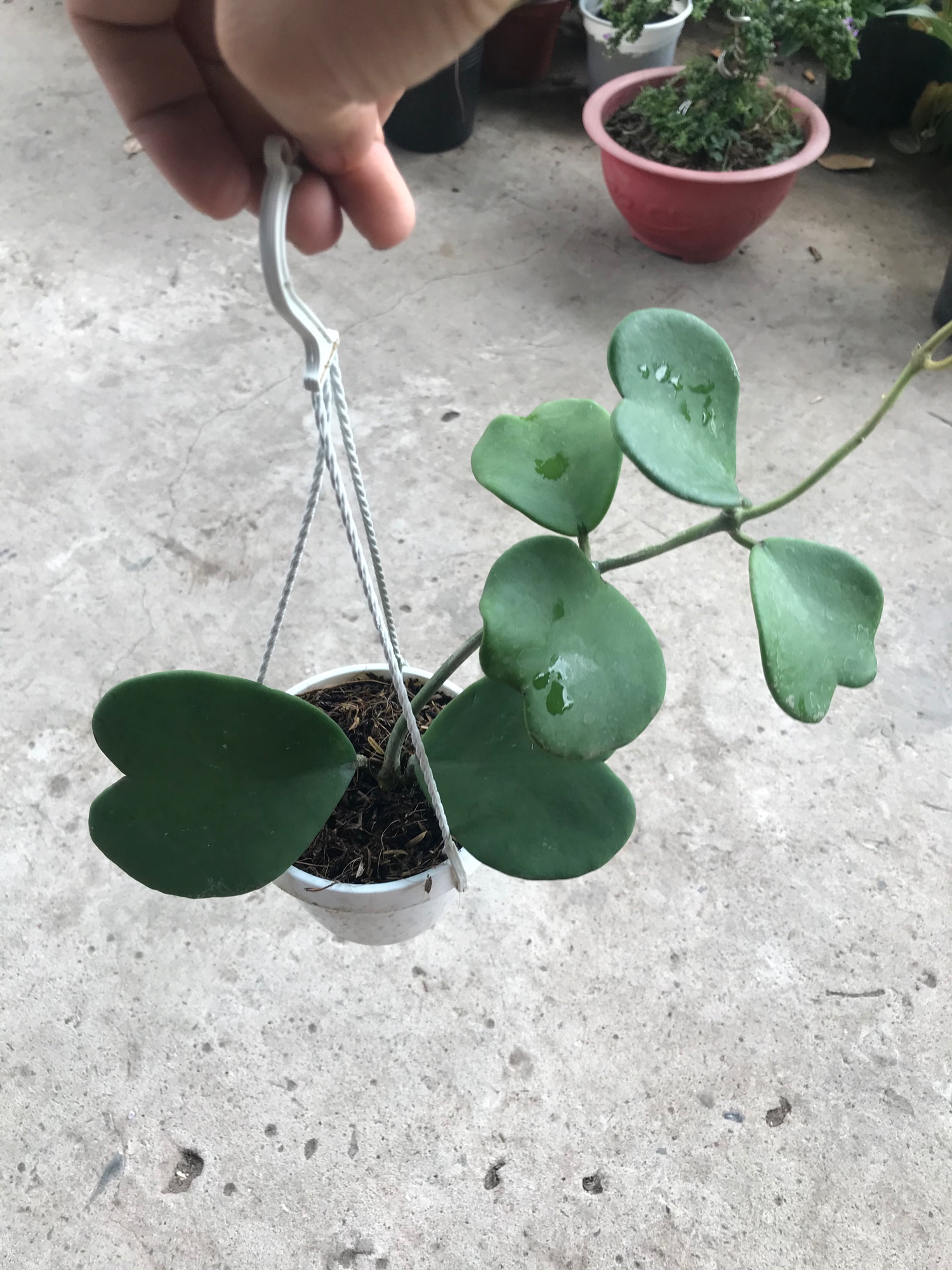Caykiengsadec lan cẩm cù lá tim+ tặng phân bón