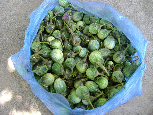 1kg cà đắng tây nguyên